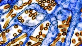 USDA-rapporten suggereren dat het beheersen van de uitbraak van de vogelgriep bij melkkoeien een uitdaging zal zijn