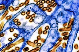 USDA-rapporten suggereren dat het beheersen van de uitbraak van de vogelgriep bij melkkoeien een uitdaging zal zijn